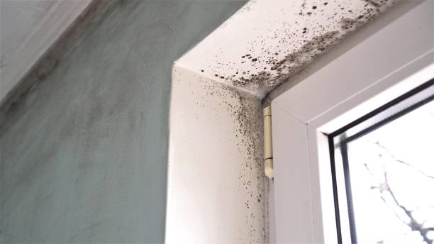 Best Mold Remediation Experts  in East Wenatchee, WA