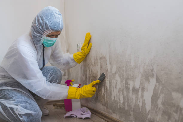 Best Certified Mold Removal  in East Wenatchee, WA