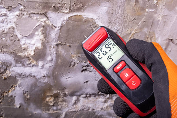Best Same-Day Mold Removal  in East Wenatchee, WA