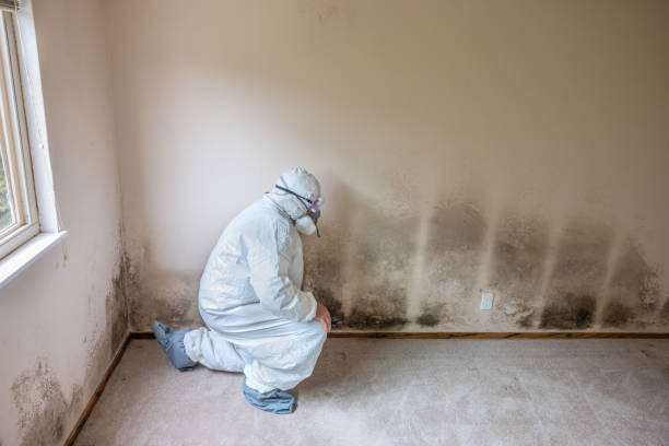 Best Mold Remediation  in East Wenatchee, WA