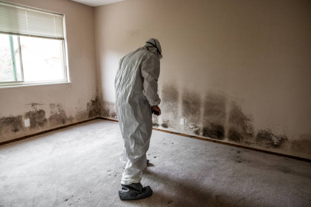 Best Black Mold Removal  in East Wenatchee, WA
