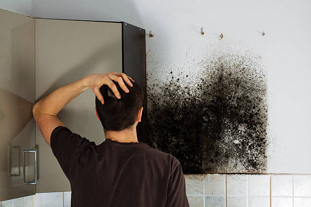 Best Mold Damage Repair  in East Wenatchee, WA